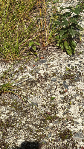 Pickerel Frog