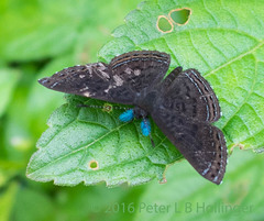 Riodinidae