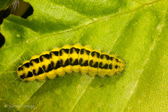 Zygaena filipendulae