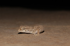 Bunopus crassicauda