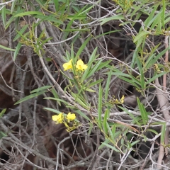 Labichea lanceolata