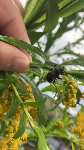 Eastern Carpenter Bee