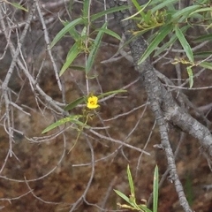 Labichea lanceolata, photograph (c) Luke Lythgoe, some rights reserved (CC BY)