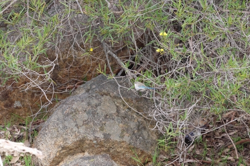 Labichea lanceolata, photograph 2
