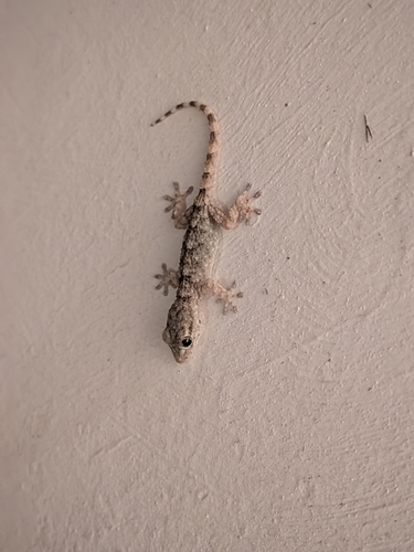 Moorish Gecko