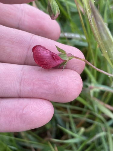 Lathyrus cicera