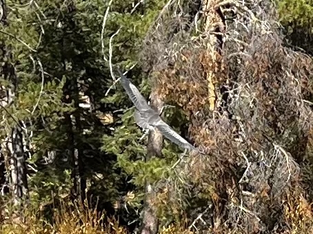 iNaturalist observation photo of Great Blue Heron