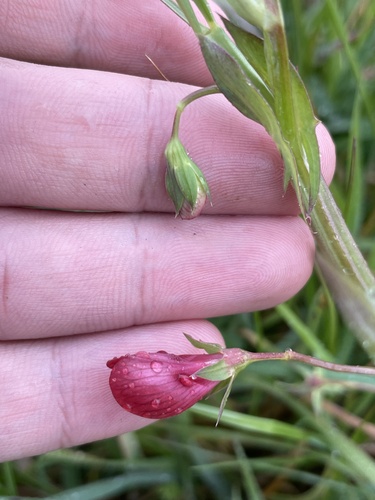 Lathyrus cicera, photograph 2
