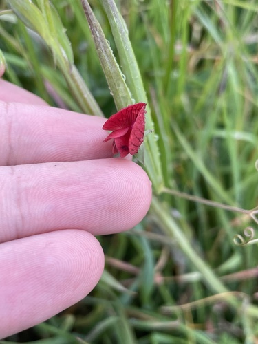 Lathyrus cicera, photograph 3