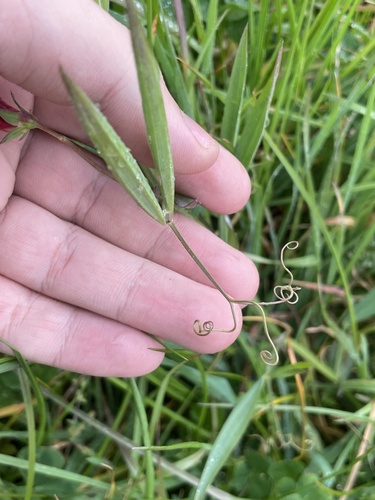 Lathyrus cicera, photograph 4