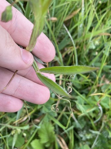 Lathyrus cicera, photograph 5