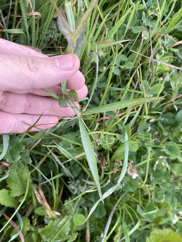Lathyrus cicera, photograph 6