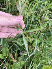 Lathyrus cicera, photograph author not stated, no rights reserved