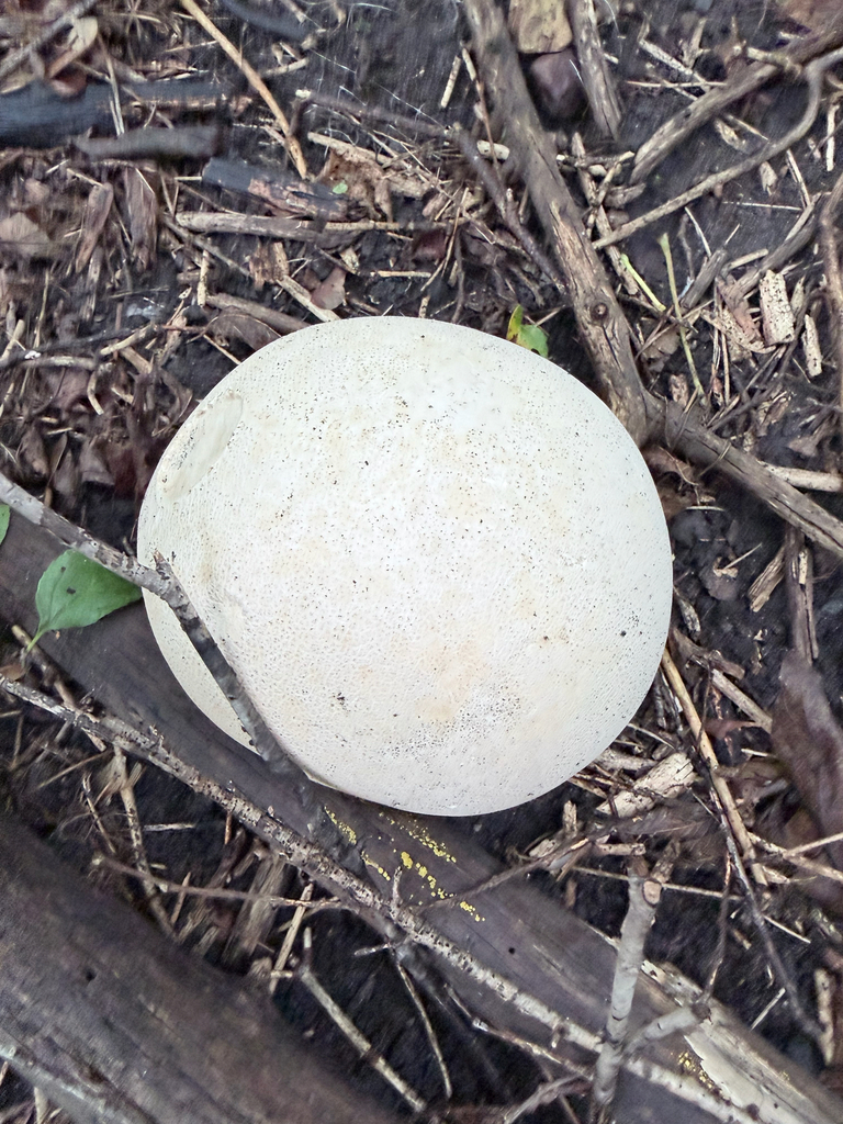 giant puffball · September 2026 · photo: Photo: (c) Erica Tava Johnson, some rights reserved (CC BY) · iNaturalist