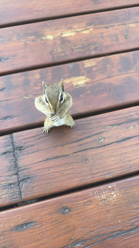 Eastern Chipmunk