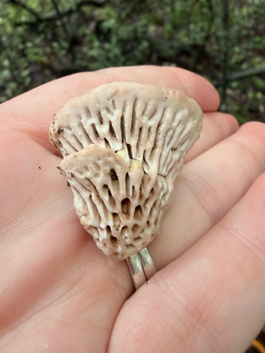 Fomitopsis quercina — (c) Erica Tava Johnson, some rights reserved (CC BY)