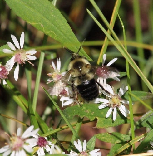 Common Eastern Bumble Bee