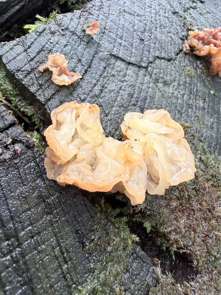 white jelly fungus · September 2026 · photo: Photo: (c) Erica Tava Johnson, some rights reserved (CC BY) · iNaturalist