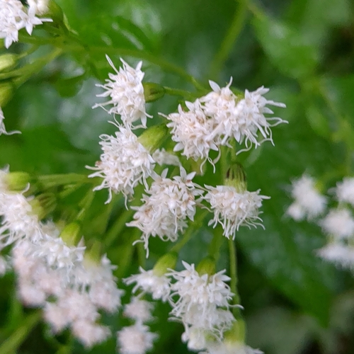 white snakeroot