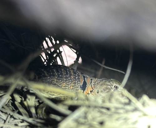 Eastern Collared Lizard