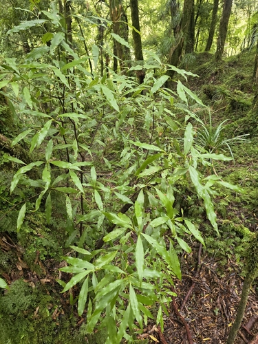 Beilschmiedia tawa, photograph 2