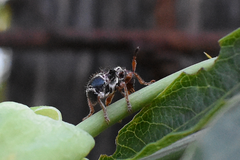 Tessarecphora arachnoides