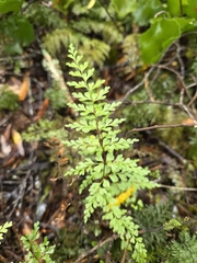 author not stated, no rights reserved Lindsaea trichomanoides, photograph author not stated, no rights reserved