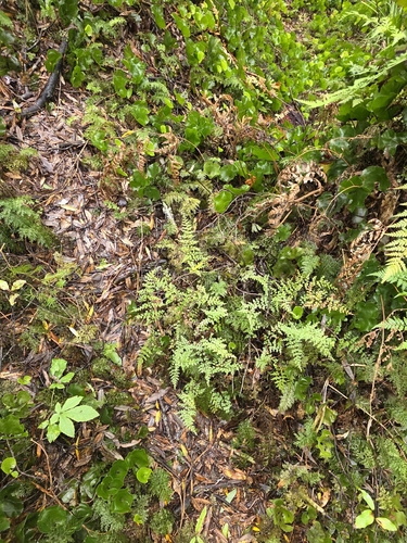 Lindsaea trichomanoides, photograph 2