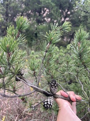 Pinus banksiana
