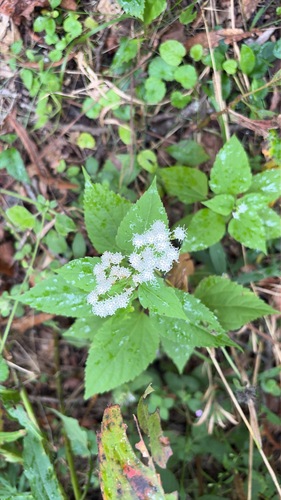 white snakeroot
