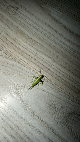 Southern Oak Bush-cricket