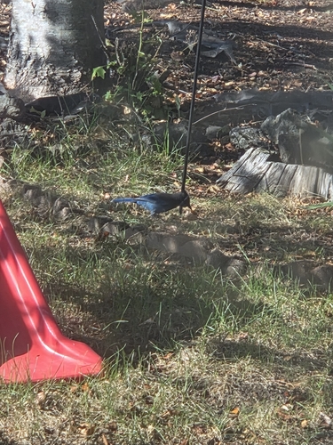 Steller's Jay