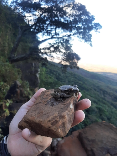 Chaco Tree Frog
