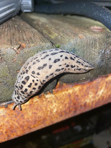 Leopard Slug