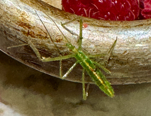 Pale Green Assassin Bug