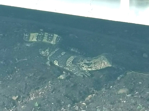 Common Water Monitor