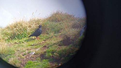 Yellow-billed Chough