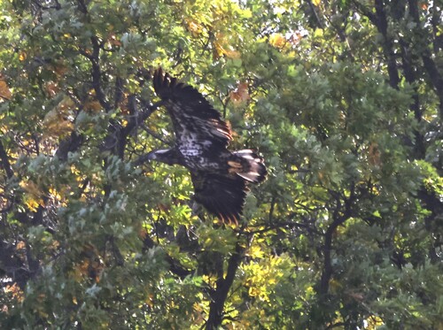 Bald Eagle