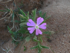 Silene lynesii