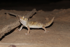 Teratoscincus bedriagai