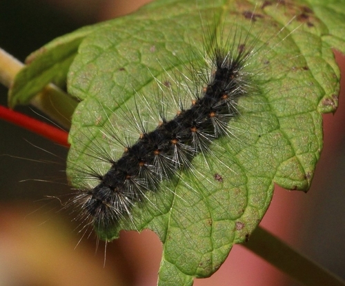 Fall Webworm Moth