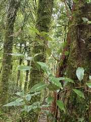 Litsea calicaris, photograph author not stated, no rights reserved