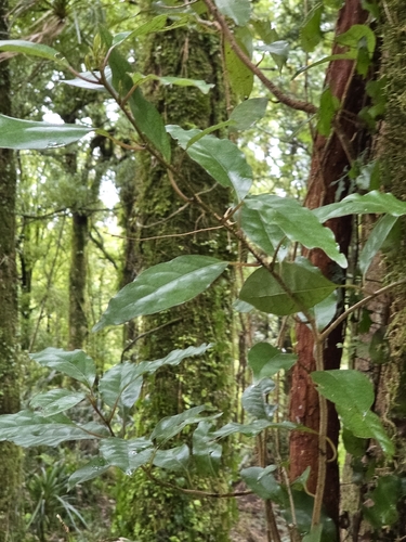Litsea calicaris, photograph 3