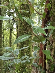 Litsea calicaris, photograph author not stated, no rights reserved