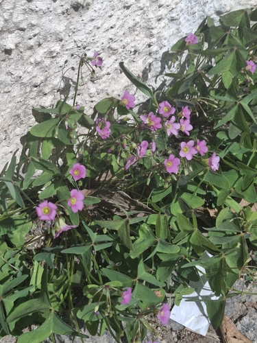 Garden pink-sorrel