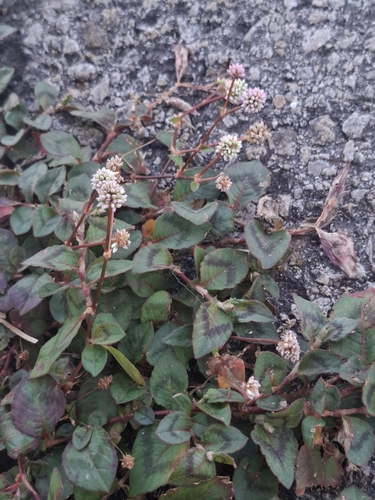 pink knotweed