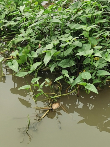 Water Morning Glory