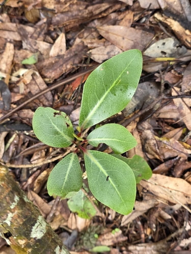 Pseudowintera axillaris
