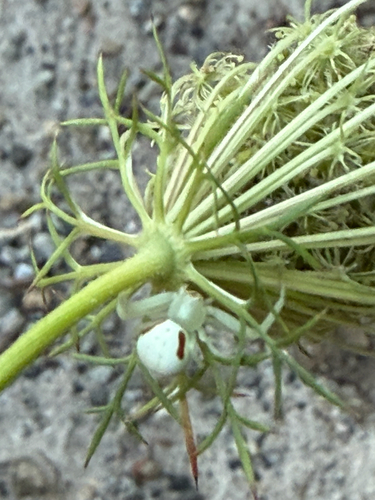 Goldenrod Crab Spider