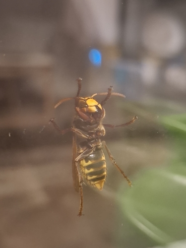 European Hornet